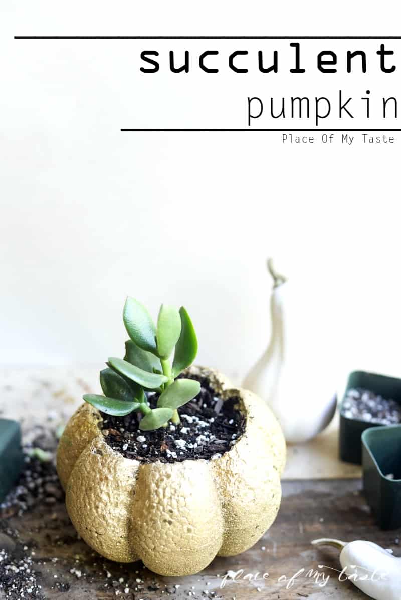 SUCCULENT PUMPKIN- Placeofmytaste.com Create this cute succulent pumpkin to add festive fall decor to your home